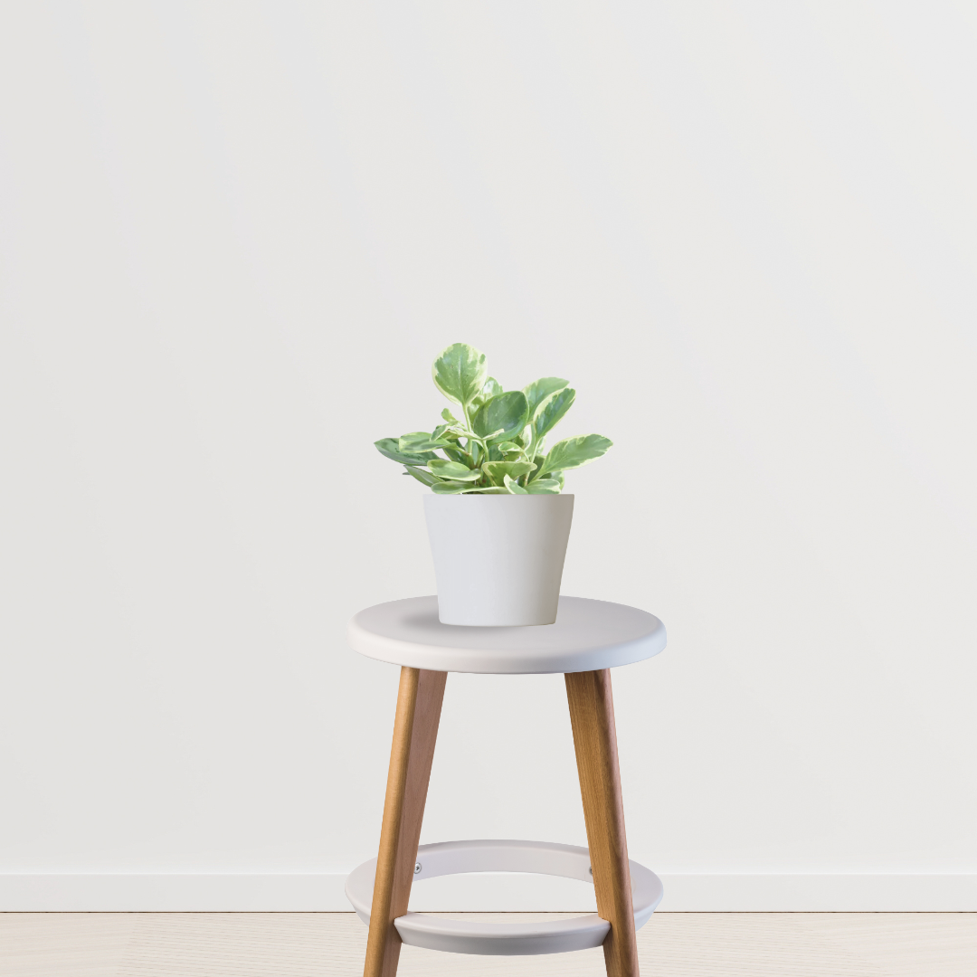Peperomia variegated indoor plant