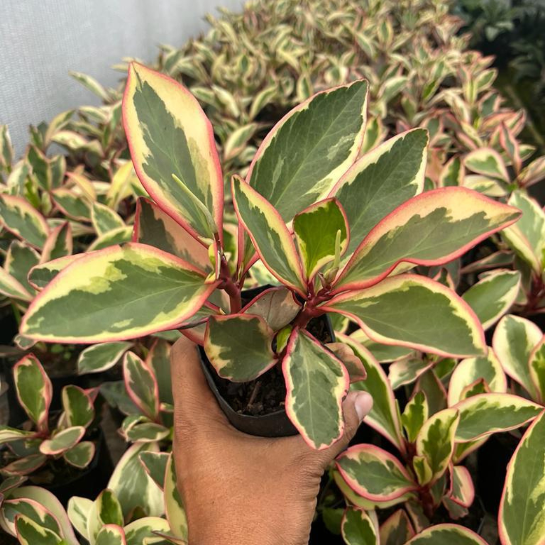Peperomia Ginny for tabletop decor