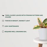 Peperomia Ginny for tabletop decor