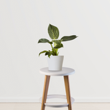 Philodendron Birkin air-purifying plant