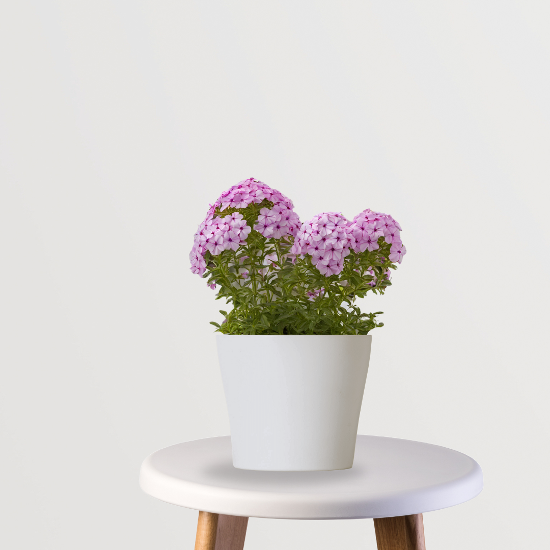 Phlox plant with colorful flowers