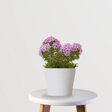 Phlox Plant