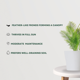 Pygmy Date Palm plant