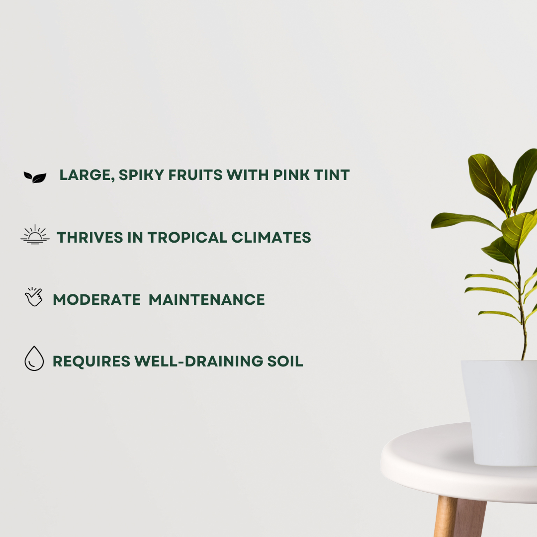 Pink jackfruit tree sapling