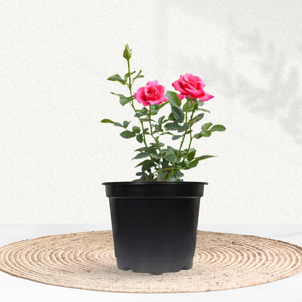 Pink flowering rose plant for garden