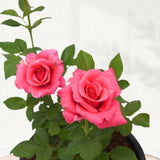 Pink flowering rose plant for garden