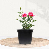 Pink Rose Plant