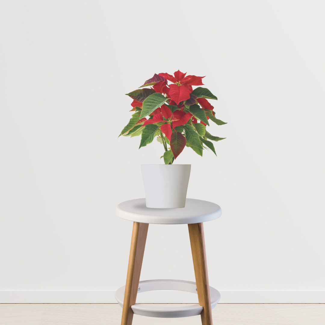 Poinsettia red Christmas plant