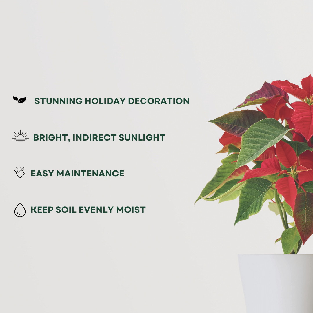 Poinsettia red Christmas plant