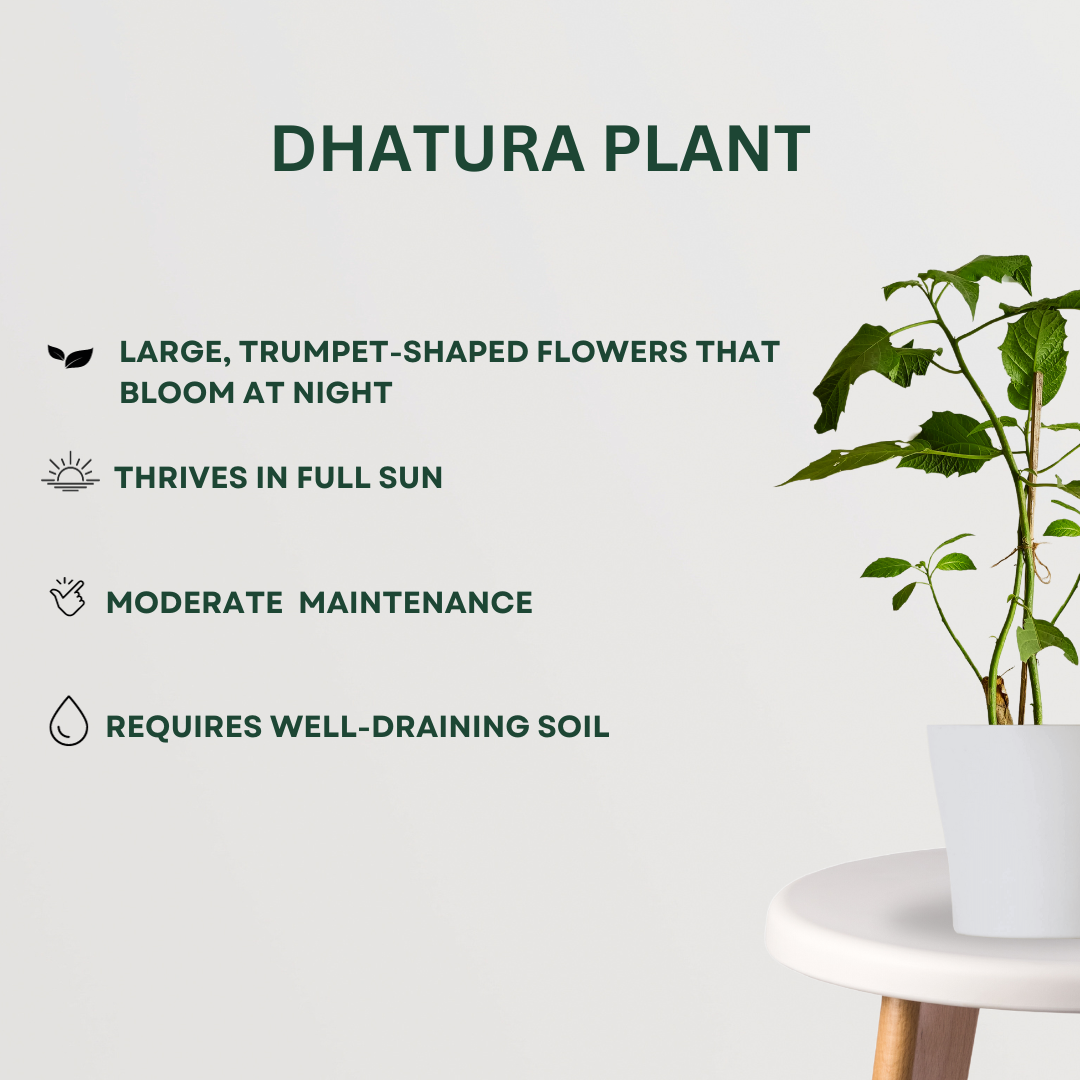 Combo of sacred pooja plants
