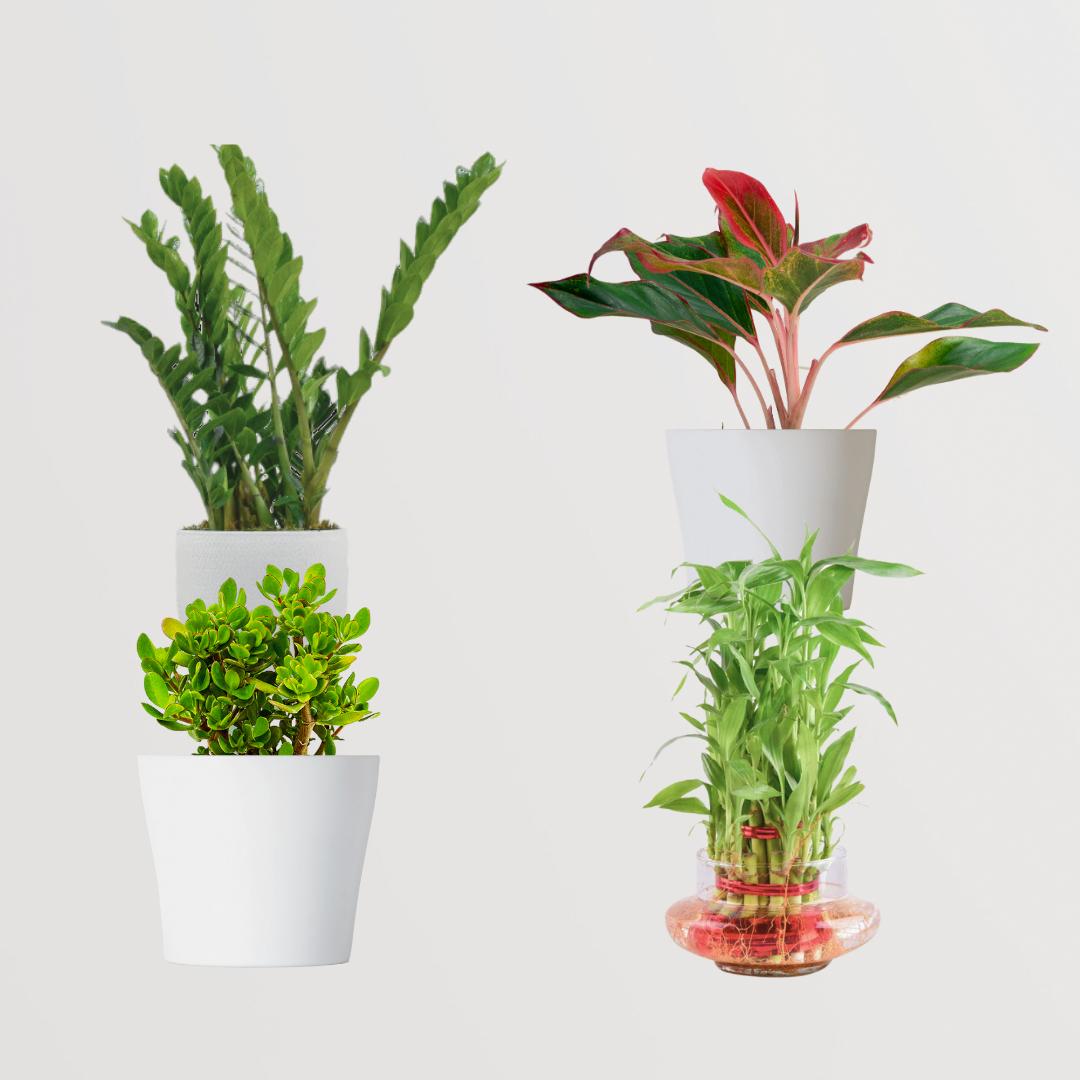 Premium plant gift set for special occasions