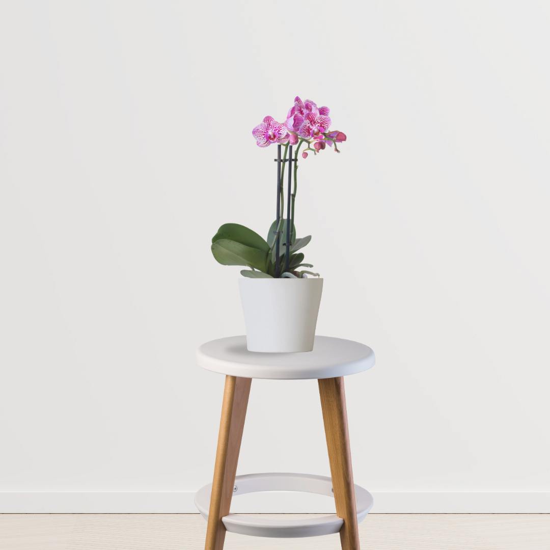 Purple orchid flowering plant