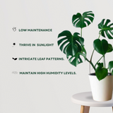 Rare Monstera Swiss Cheese Plant - Gardengram