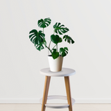 Rare Monstera Swiss Cheese Plant
