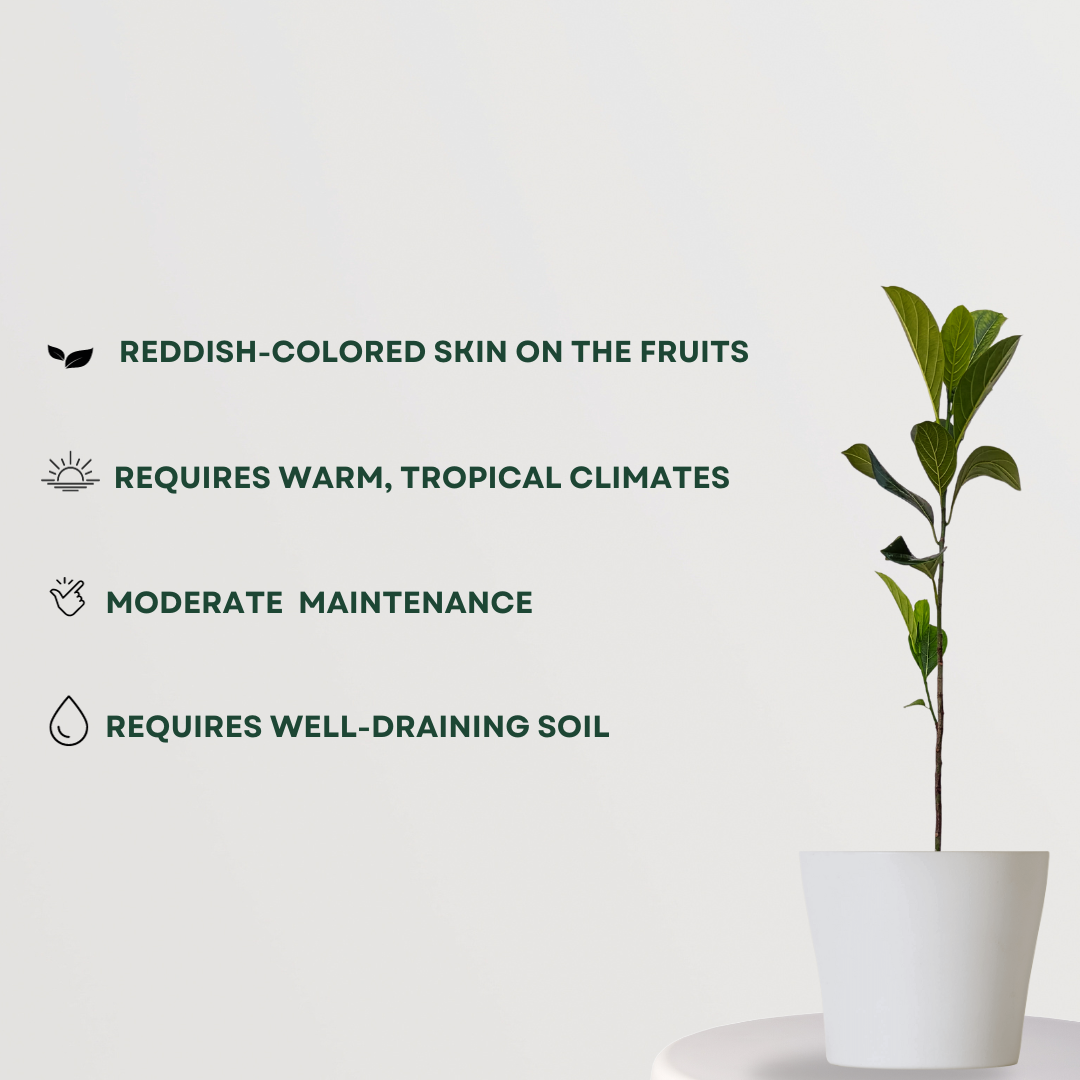 Red jackfruit tree plant