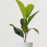 Red jackfruit tree plant
