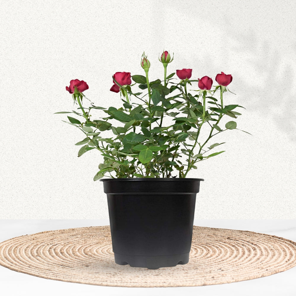 Red rose flowering plant