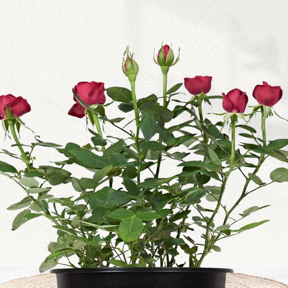 Red rose flowering plant