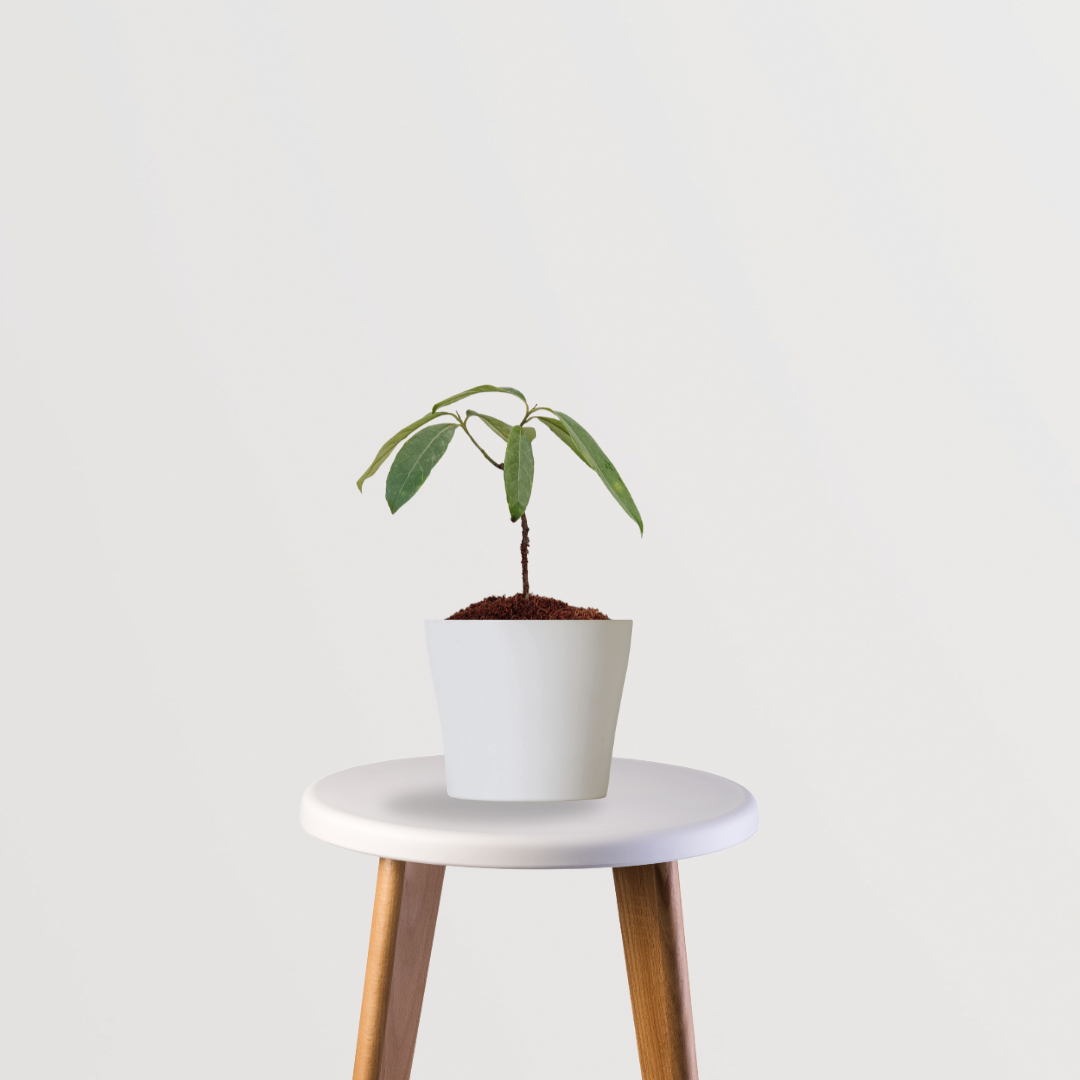 Rudraksha seed tree sapling