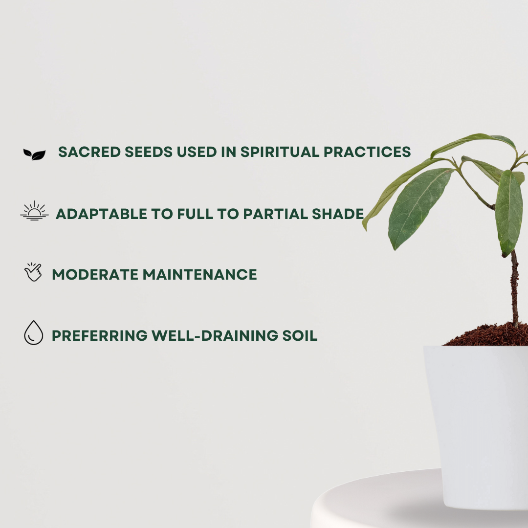 Rudraksha seed tree sapling
