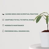 Rudraksha seed tree sapling