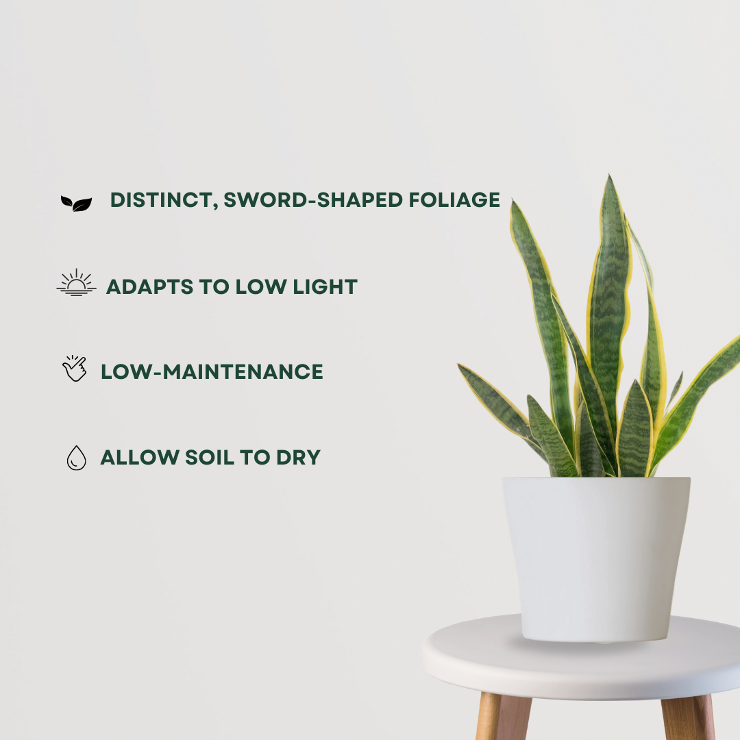 Green Sansevieria indoor plant