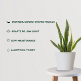 Green Sansevieria indoor plant
