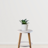 Sansevieria Hahnii