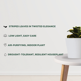 Twister snake plant for home decor