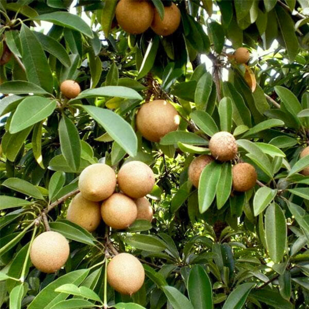 Small Sapatu plant for terrace garden