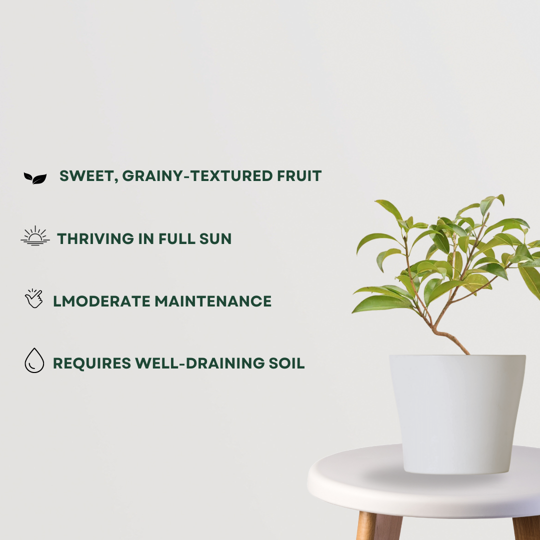 Sapatu medium fruit tree