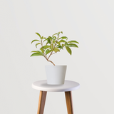 Sapatu medium fruit tree