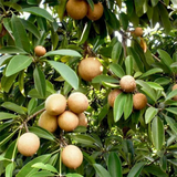 Small Sapatu plant for terrace garden
