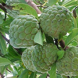 Sarifa fruit plant