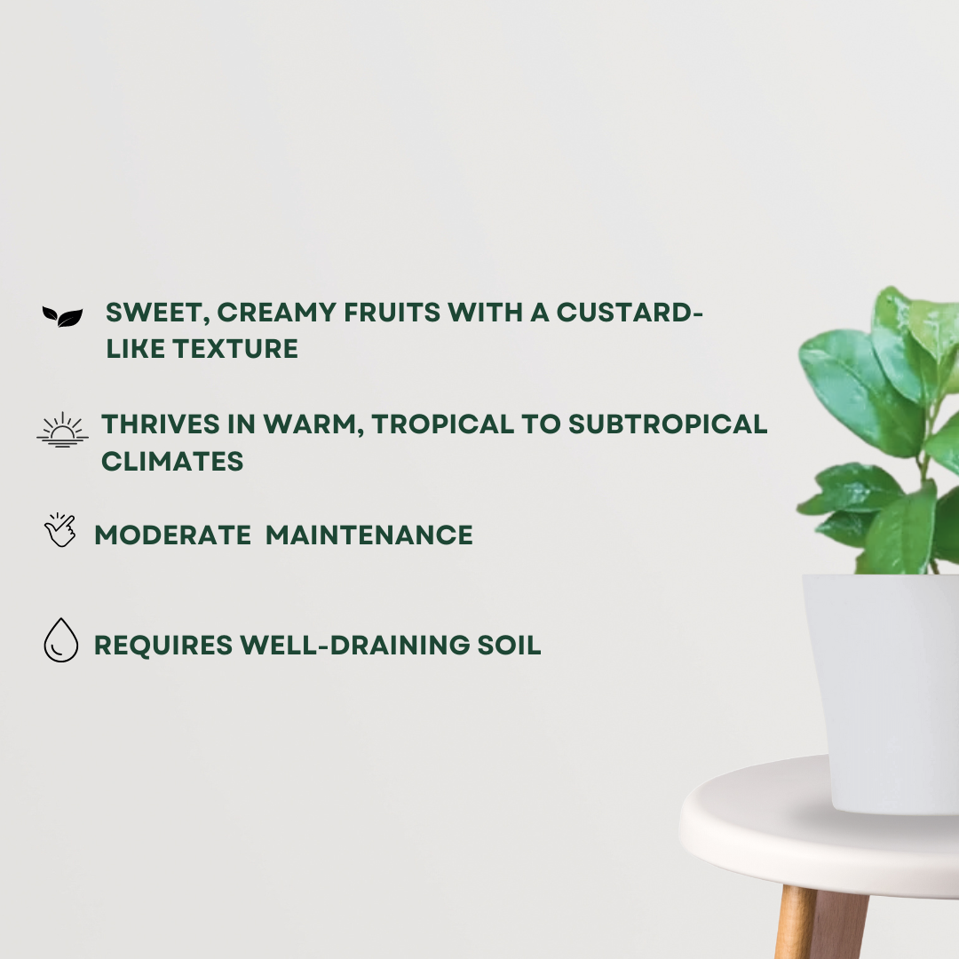 Sarifa fruit plant