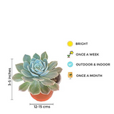 Secunda succulent plant for tabletops