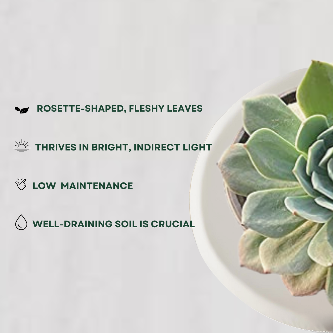 Secunda succulent plant for tabletops