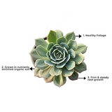 Secunda succulent plant for tabletops