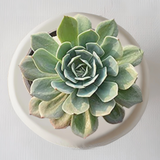 Secunda Succulent Air Purifier Indoor Plants for Home/ Office