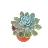 Secunda succulent plant for tabletops
