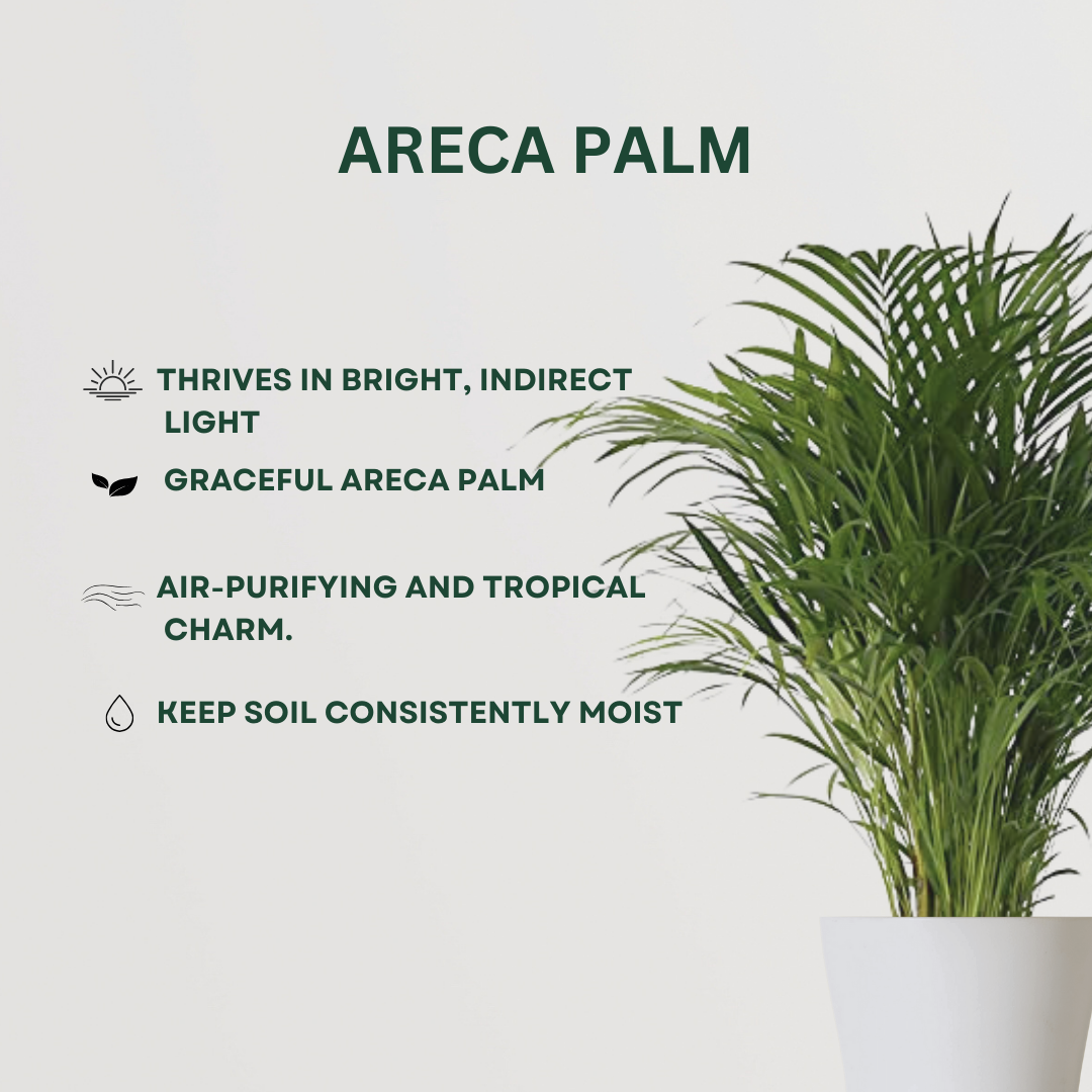 Feng Shui plant gift combo