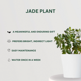 Feng Shui plant gift combo