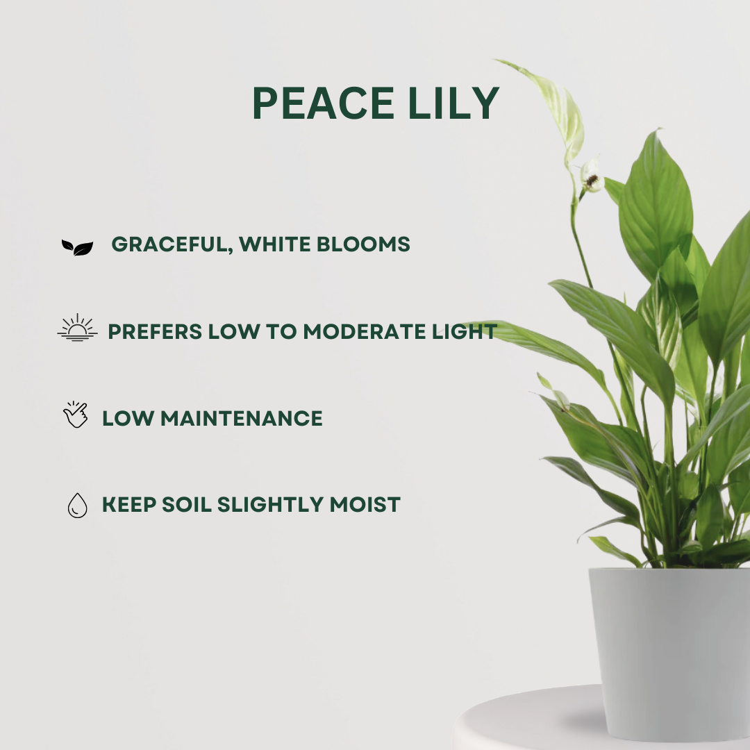 Feng Shui plant gift combo