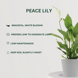 Feng Shui plant gift combo