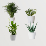 Set of 4 Lucky Feng Shui Plants