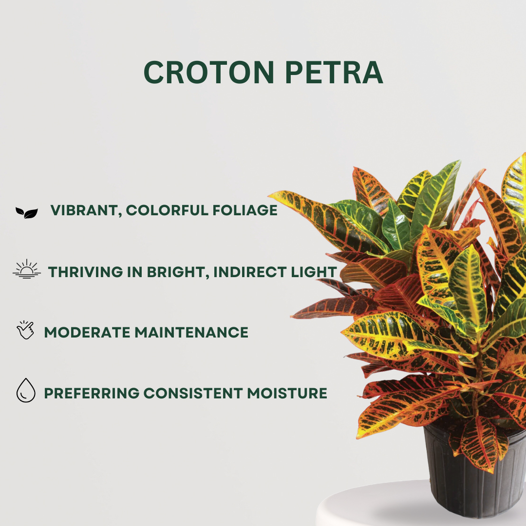 Set of 4 air purifying indoor plants
