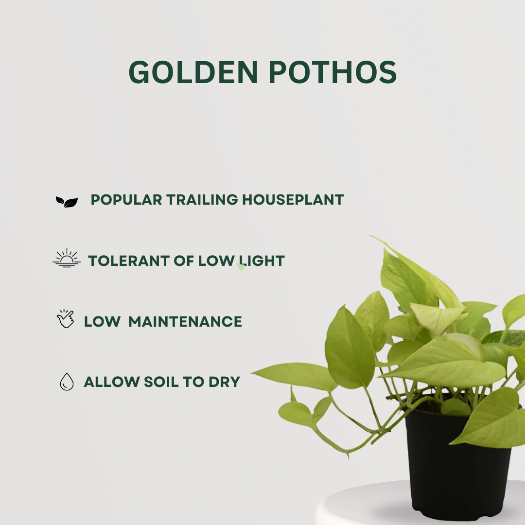 Set of 4 air purifying indoor plants