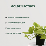 Set of 4 air purifying indoor plants
