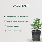 Set of 4 air purifying indoor plants