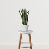 Snake Plant (Sansevieria Trifasciata)-Large